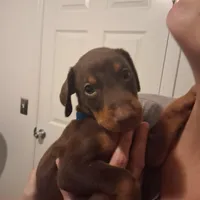 Duke, a male Doberman Pinscher for sale in Davenport, FL – Photo 5 of 9