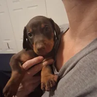 Duke, a male Doberman Pinscher for sale in Davenport, FL – Photo 6 of 9