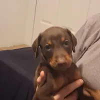 Duke, a male Doberman Pinscher for sale in Davenport, FL – Photo 8 of 9