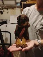 Myla, a female Doberman Pinscher for sale in Davenport, FL – 2 of 4