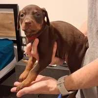 Ruby, a female Doberman Pinscher for sale in Davenport, FL – Photo 5 of 10