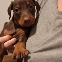 Ruby, a female Doberman Pinscher for sale in Davenport, FL – Photo 3 of 10