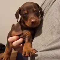 Ruby, a female Doberman Pinscher for sale in Davenport, FL – Photo 1 of 10