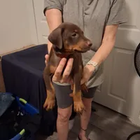 Ruby, a female Doberman Pinscher for sale in Davenport, FL – Photo 7 of 10