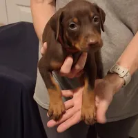 Ruby, a female Doberman Pinscher for sale in Davenport, FL – Photo 6 of 10