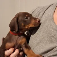 Ruby, a female Doberman Pinscher for sale in Davenport, FL – Photo 8 of 10