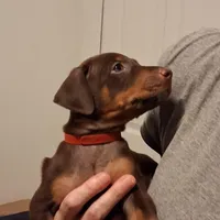 Ruby, a female Doberman Pinscher for sale in Davenport, FL – Photo 4 of 10