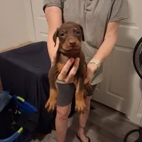 Ruby, a female Doberman Pinscher for sale in Davenport, FL – Photo 9 of 10