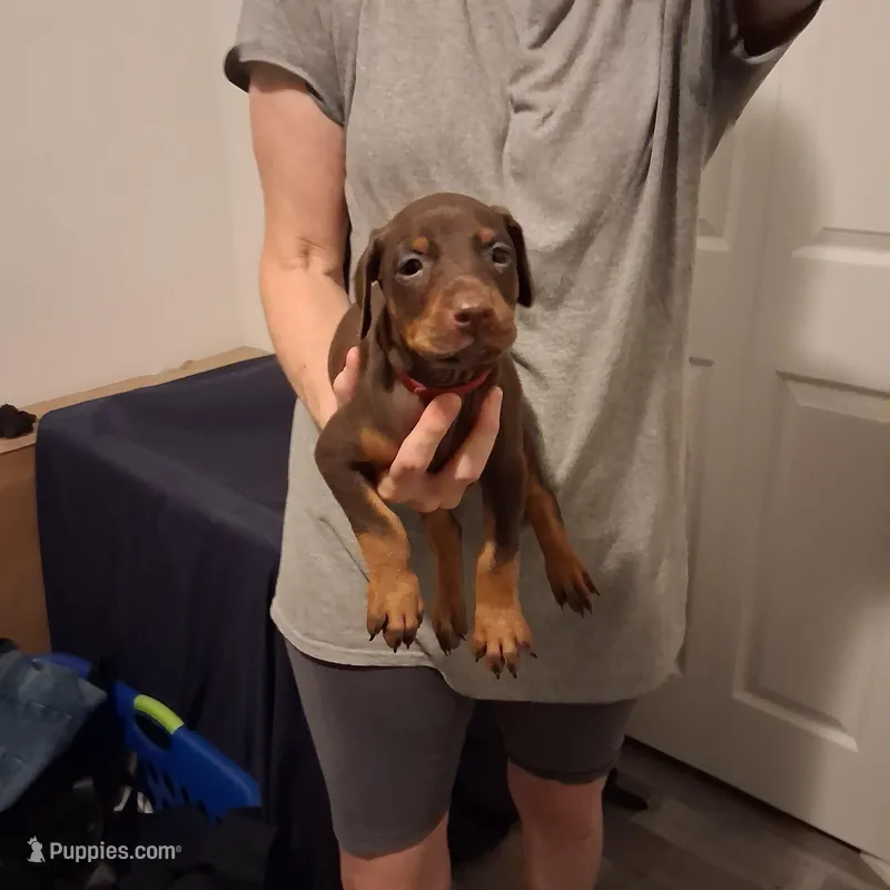 Ruby – Doberman Pinscher puppy for sale in Davenport, FL