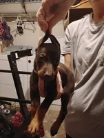 Myla, a female Doberman Pinscher for sale in Davenport, FL – 3 of 4