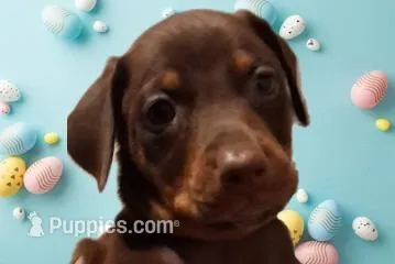 Ruby – Doberman Pinscher puppy for sale in Davenport, FL