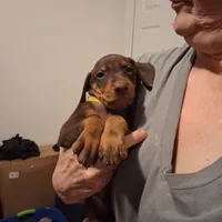 Roxy, a female Doberman Pinscher for sale in Davenport, FL – Photo 6 of 10