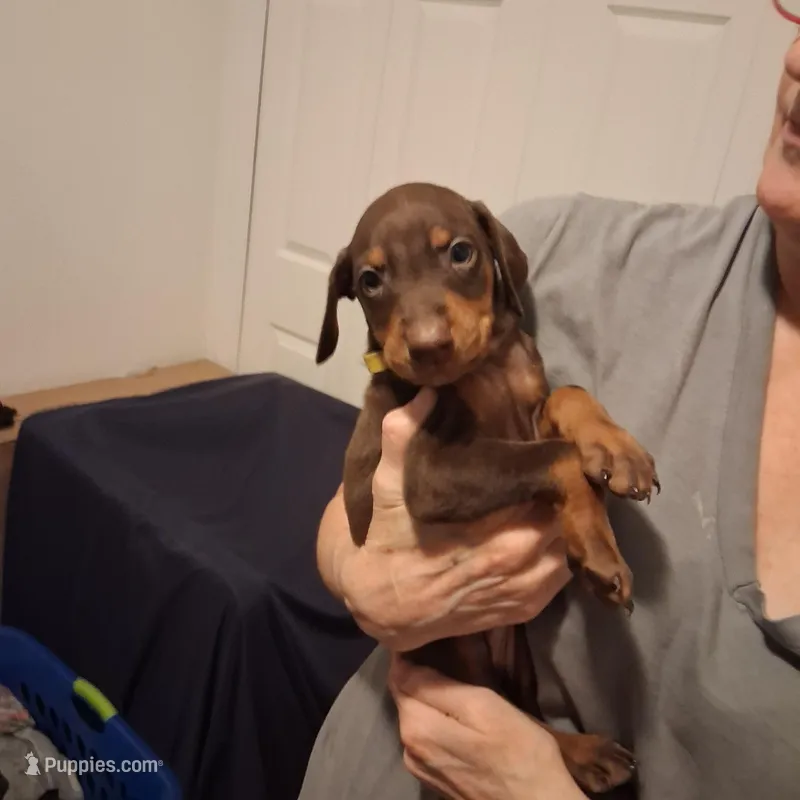 Roxy – Doberman Pinscher puppy for sale in Davenport, FL