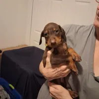 Roxy, a female Doberman Pinscher for sale in Davenport, FL – Photo 10 of 10