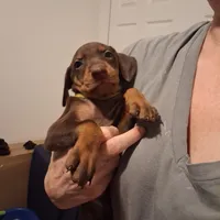 Roxy, a female Doberman Pinscher for sale in Davenport, FL – Photo 5 of 10