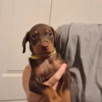 Roxy, a female Doberman Pinscher for sale in Davenport, FL – Photo 1 of 10