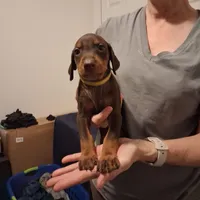 Roxy, a female Doberman Pinscher for sale in Davenport, FL – Photo 2 of 10