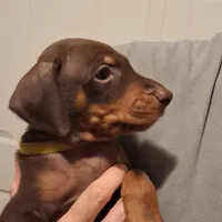 Roxy, a female Doberman Pinscher for sale in Davenport, FL – Photo 4 of 10