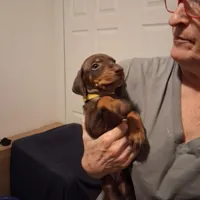 Roxy, a female Doberman Pinscher for sale in Davenport, FL – Photo 7 of 10