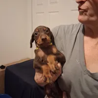 Roxy, a female Doberman Pinscher for sale in Davenport, FL – Photo 8 of 10