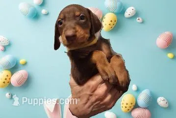 Roxy – Doberman Pinscher puppy for sale in Davenport, FL