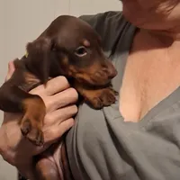 Roxy, a female Doberman Pinscher for sale in Davenport, FL – Photo 3 of 10