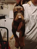 Sutton , a female Doberman Pinscher for sale in Davenport, FL – 3 of 4