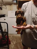 River, a female Doberman Pinscher for sale in Davenport, FL – 2 of 4