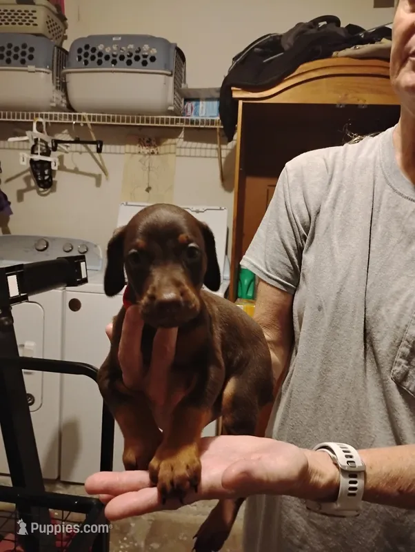 Harlow – Doberman Pinscher puppy for sale in Davenport, FL