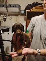 Harlow, a female Doberman Pinscher for sale in Davenport, FL – 1 of 3