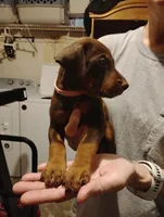 Fable, a female Doberman Pinscher for sale in Davenport, FL – 3 of 3