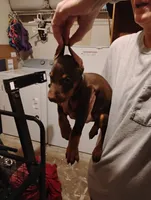 Lawson, a male Doberman Pinscher for sale in Davenport, FL – 2 of 3