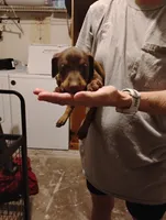 River, a female Doberman Pinscher for sale in Davenport, FL – 3 of 4