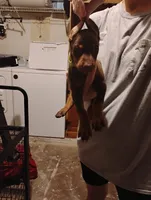 River, a female Doberman Pinscher for sale in Davenport, FL – 4 of 4