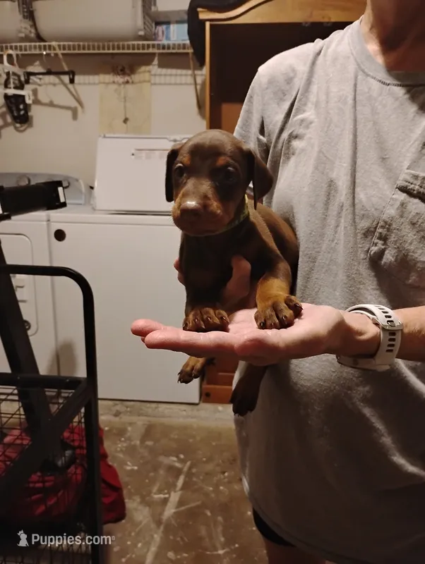 River – Doberman Pinscher puppy for sale in Davenport, FL