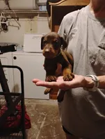 River, a female Doberman Pinscher for sale in Davenport, FL – 1 of 4