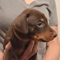 Chole, a female Doberman Pinscher for sale in Davenport, FL – Photo 3 of 9