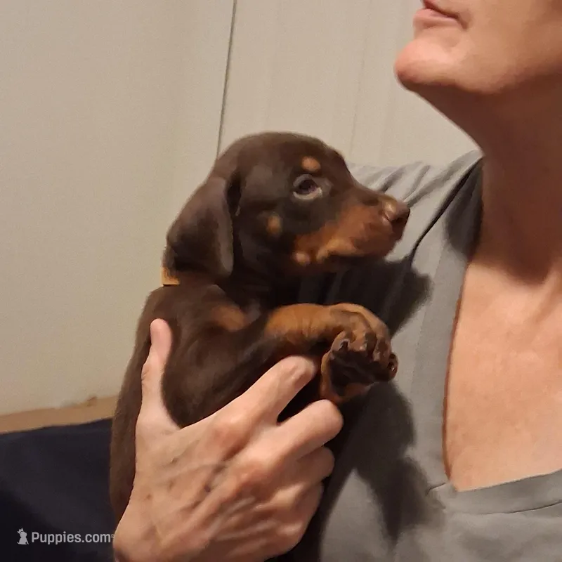 Chole – Doberman Pinscher puppy for sale in Davenport, FL