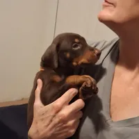 Chole, a female Doberman Pinscher for sale in Davenport, FL – Photo 2 of 9