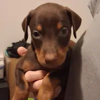 Chole, a female Doberman Pinscher for sale in Davenport, FL – Photo 8 of 9