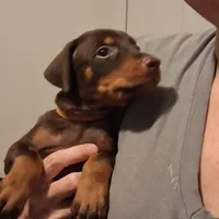 Chole, a female Doberman Pinscher for sale in Davenport, FL – Photo 9 of 9