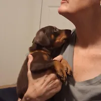 Chole, a female Doberman Pinscher for sale in Davenport, FL – Photo 5 of 9