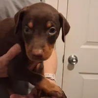 Chole, a female Doberman Pinscher for sale in Davenport, FL – Photo 4 of 9