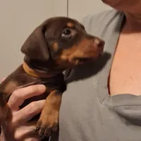 Chole, a female Doberman Pinscher for sale in Davenport, FL – Photo 7 of 9