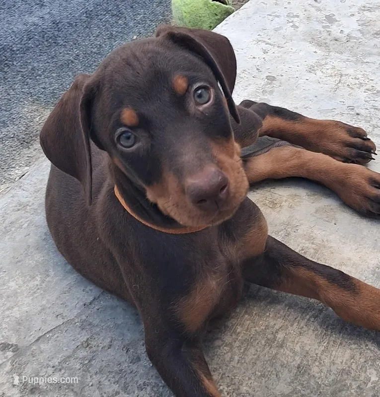 Chole – Doberman Pinscher puppy for sale in Davenport, FL