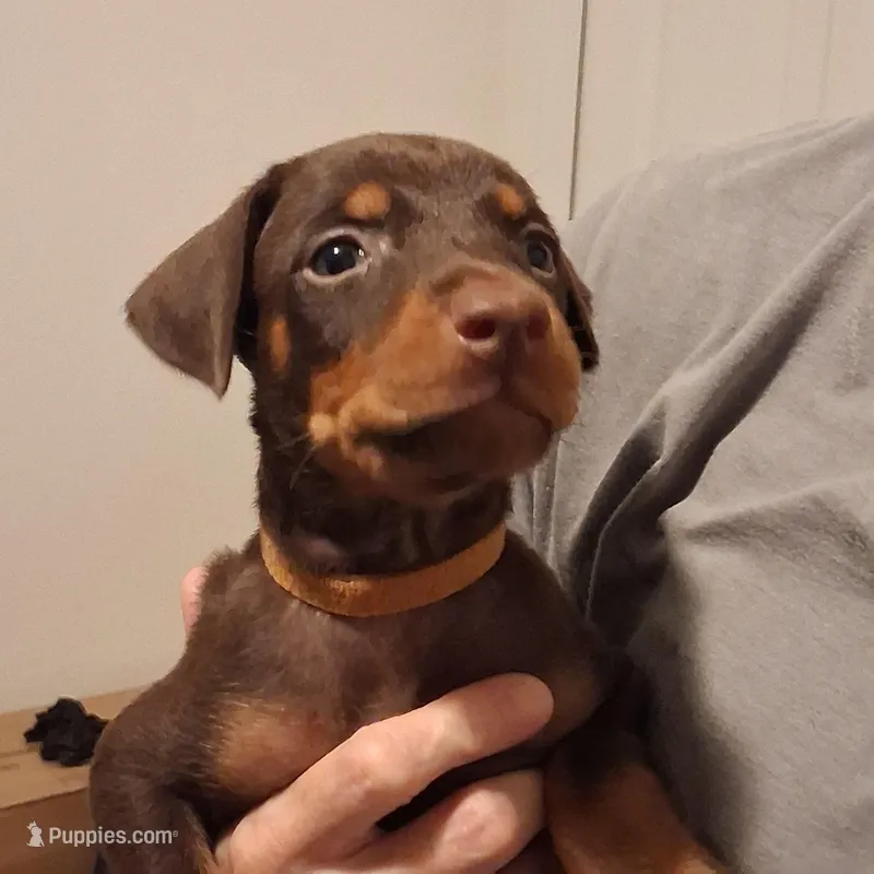 Chole – Doberman Pinscher puppy for sale in Davenport, FL