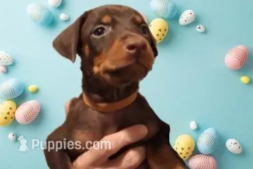 Chole – Doberman Pinscher puppy for sale in Davenport, FL