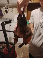 Harlow, a female Doberman Pinscher for sale in Davenport, FL – 2 of 3