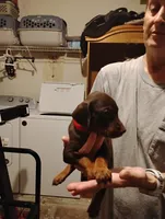 Winsley, a female Doberman Pinscher for sale in Davenport, FL – 2 of 3