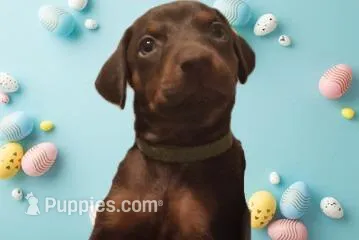 Nala – Doberman Pinscher puppy for sale in Davenport, FL